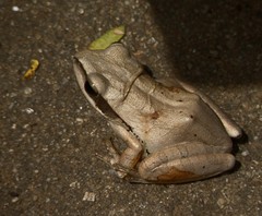 Polypedates maculatus