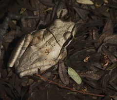 Polypedates maculatus