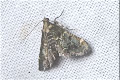 Arescoptera haplocala