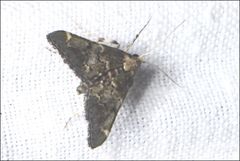 Arescoptera haplocala