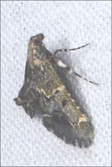 Arescoptera haplocala