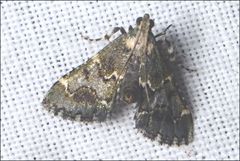 Arescoptera haplocala