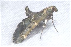 Arescoptera haplocala