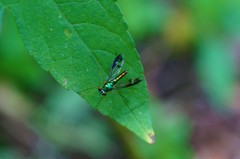 Condylostylus nebulosus
