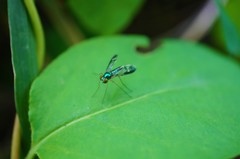 Condylostylus nebulosus