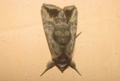 Anadevidia peponis