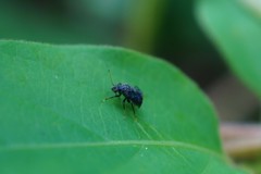 Charagochilus angusticollis