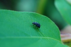Charagochilus angusticollis