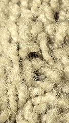 Cimicidae