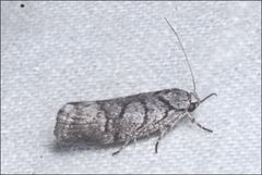 Lichenaula onychodes