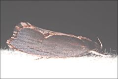 Archaereta dorsivittella