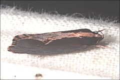 Archaereta dorsivittella