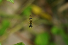 Sphaerophoria menthastri