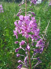 Chamaenerion angustifolium