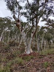 Eucalyptus rossii