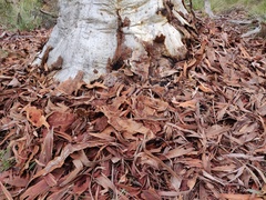 Eucalyptus rossii