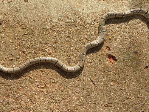 Photo of a Indian Flying Snake (Chrysopelea taprobanica)