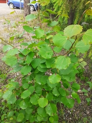 Populus tremula