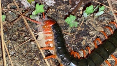 Scolopendra mutilans