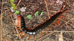 Scolopendra mutilans