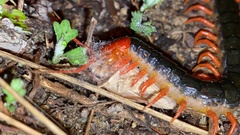 Scolopendra mutilans