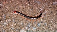 Scolopendra mutilans