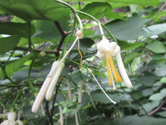 Alangium platanifolium