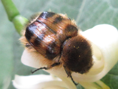Lasiotrichius succinctus