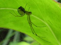 Tetragnathidae