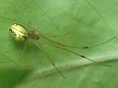 Tetragnathidae