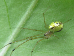 Tetragnathidae