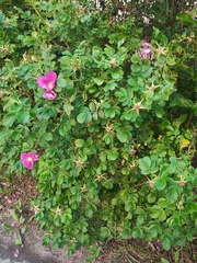 Rosa rugosa