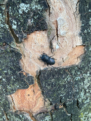 Dorcus parallelipipedus