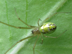 Tetragnathidae