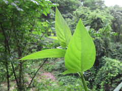 Scrophularia kakudensis
