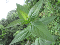 Scrophularia kakudensis