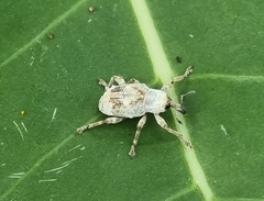 Paramecops farinosus