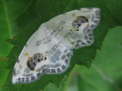 Auzata nigrata