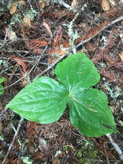 Trillium ovatum ovatum