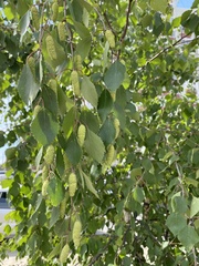 Betula pendula