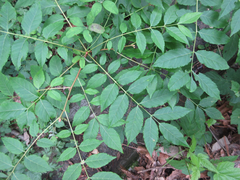 Picrasma quassioides