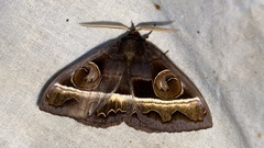 Metopta rectifasciata