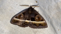 Metopta rectifasciata