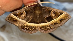 Metopta rectifasciata