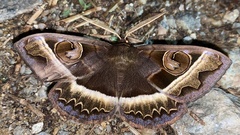 Metopta rectifasciata
