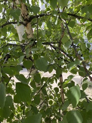 Betula pendula
