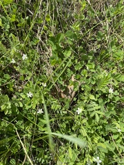 Moehringia lateriflora