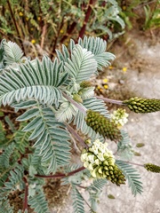 Astragalus pycnostachyus
