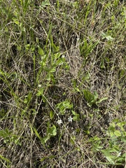 Moehringia lateriflora
