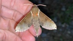 Rhagastis mongoliana